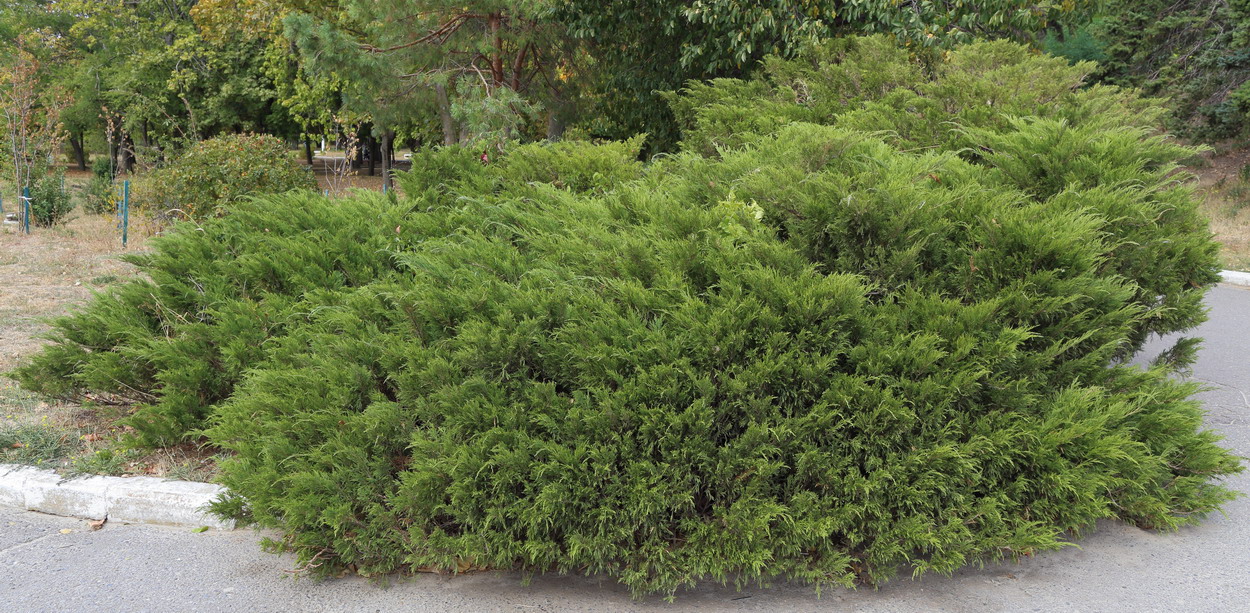 Изображение особи Juniperus sabina.
