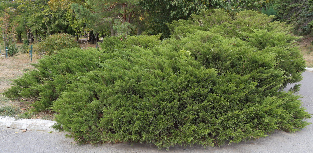 Image of Juniperus sabina specimen.