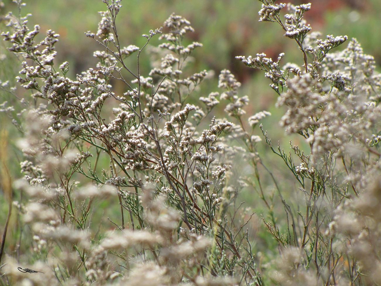 Изображение особи Limonium coralloides.