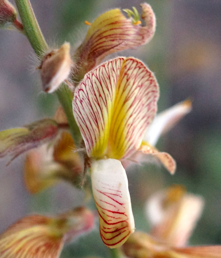 Image of Onobrychis chorassanica specimen.