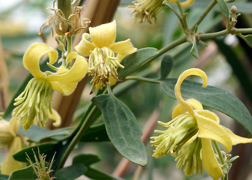 Image of Clematis orientalis specimen.