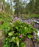 Bergenia crassifolia. Цветущие растения. Байкальский заповедник, средняя часть северного склона хр. Хамар-Дабан, долина р. Осиновка. 16.06.2014.