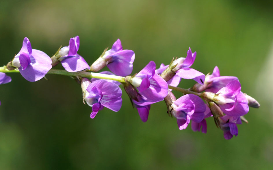 Изображение особи род Oxytropis.