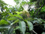 Pachira insignis