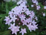 Pentas lanceolata. Соцветие. Австралия, г. Брисбен, частная застройка, в культуре. 28.09.2015.