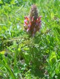 Pedicularis panjutinii