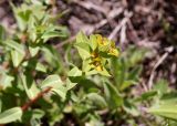 Euphorbia alatavica. Верхушка побега с соцветием. Кыргызстан, Нарынская обл., левый берег р. Нарын, долина руч. Ирису. 12.06.2015.