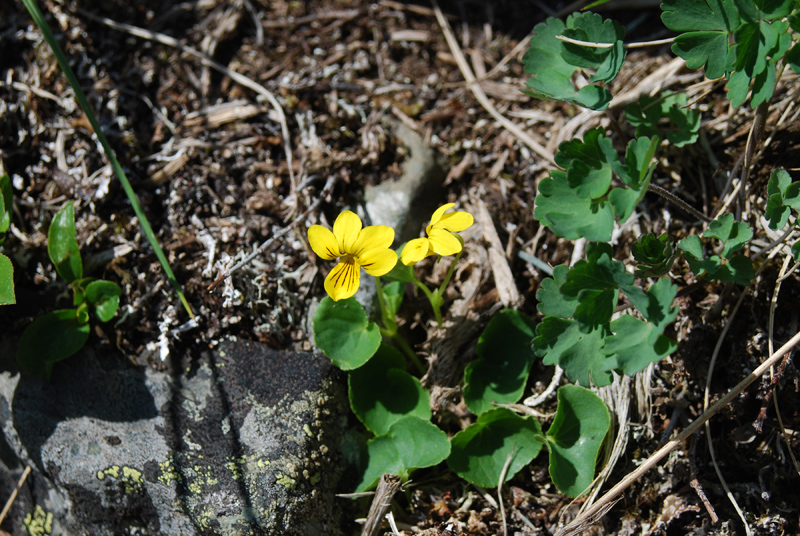 Image of Viola biflora specimen.