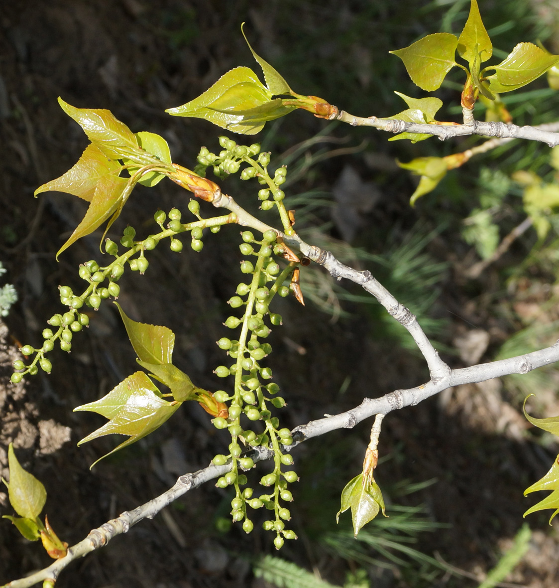 Изображение особи Populus &times; sibirica.