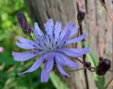 Lactuca sibirica. Раскрывшееся и нераскрывшиеся соцветия. Якутия (Саха), Нерюнгинский р-н, территория пос. Чульман. 30.07.2012.