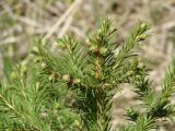 Picea obovata. Верхушка растения с раскрывшимися почками. Иркутская обл., Иркутский р-н, окр. дер. Поливаниха, берег р. Ушаковка. 22.05.2015.