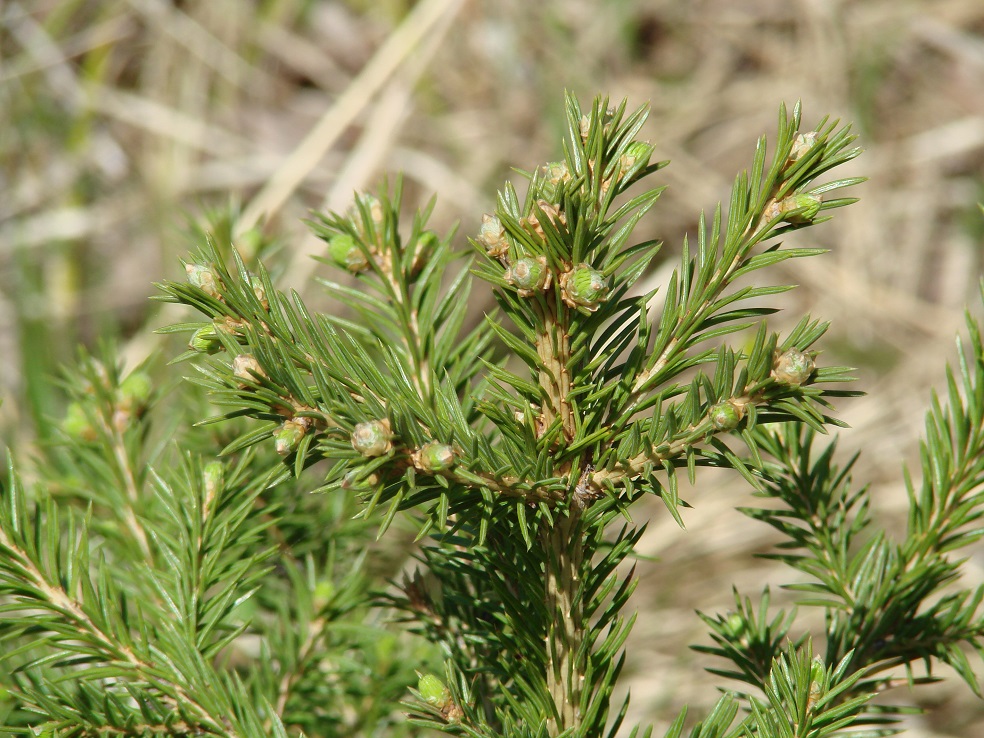 Изображение особи Picea obovata.