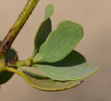 Plicosepalus acaciae