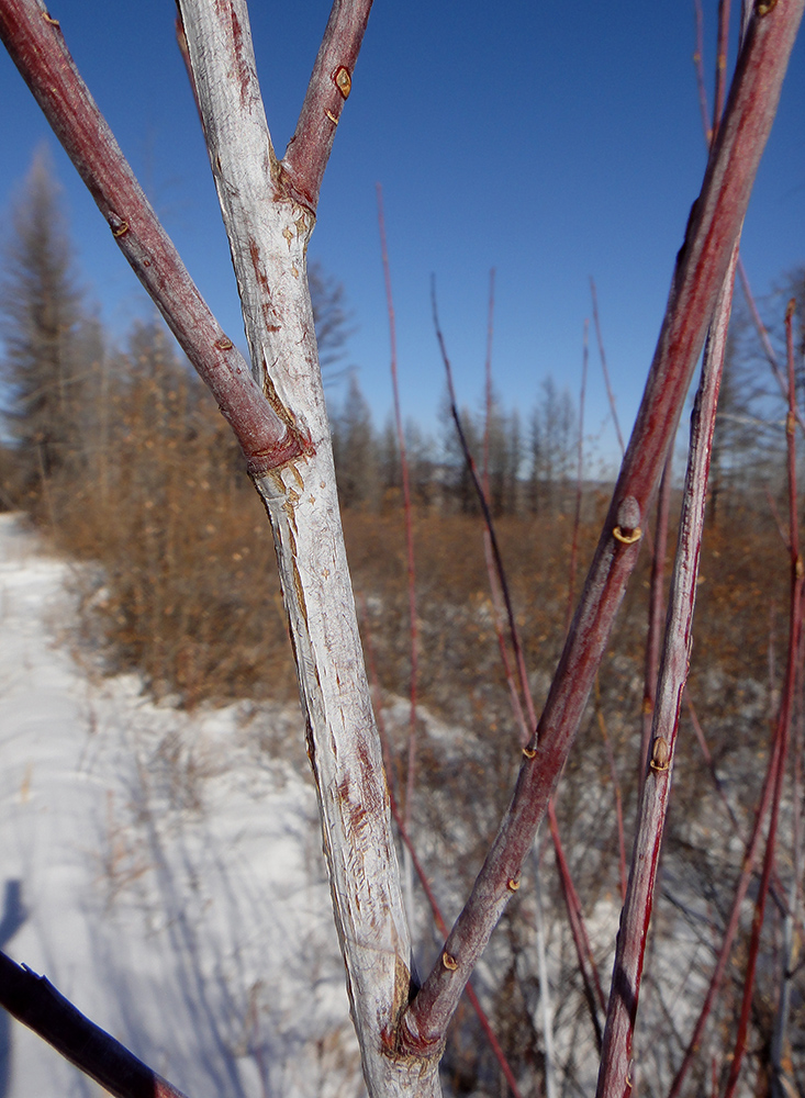 Image of Salix rorida specimen.