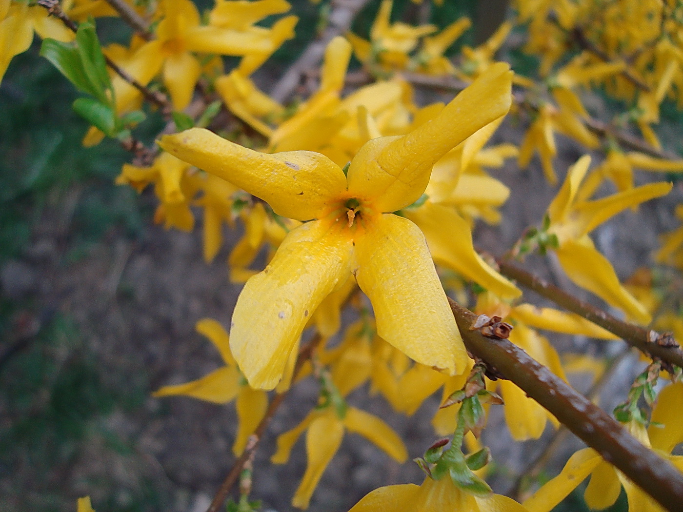 Изображение особи род Forsythia.