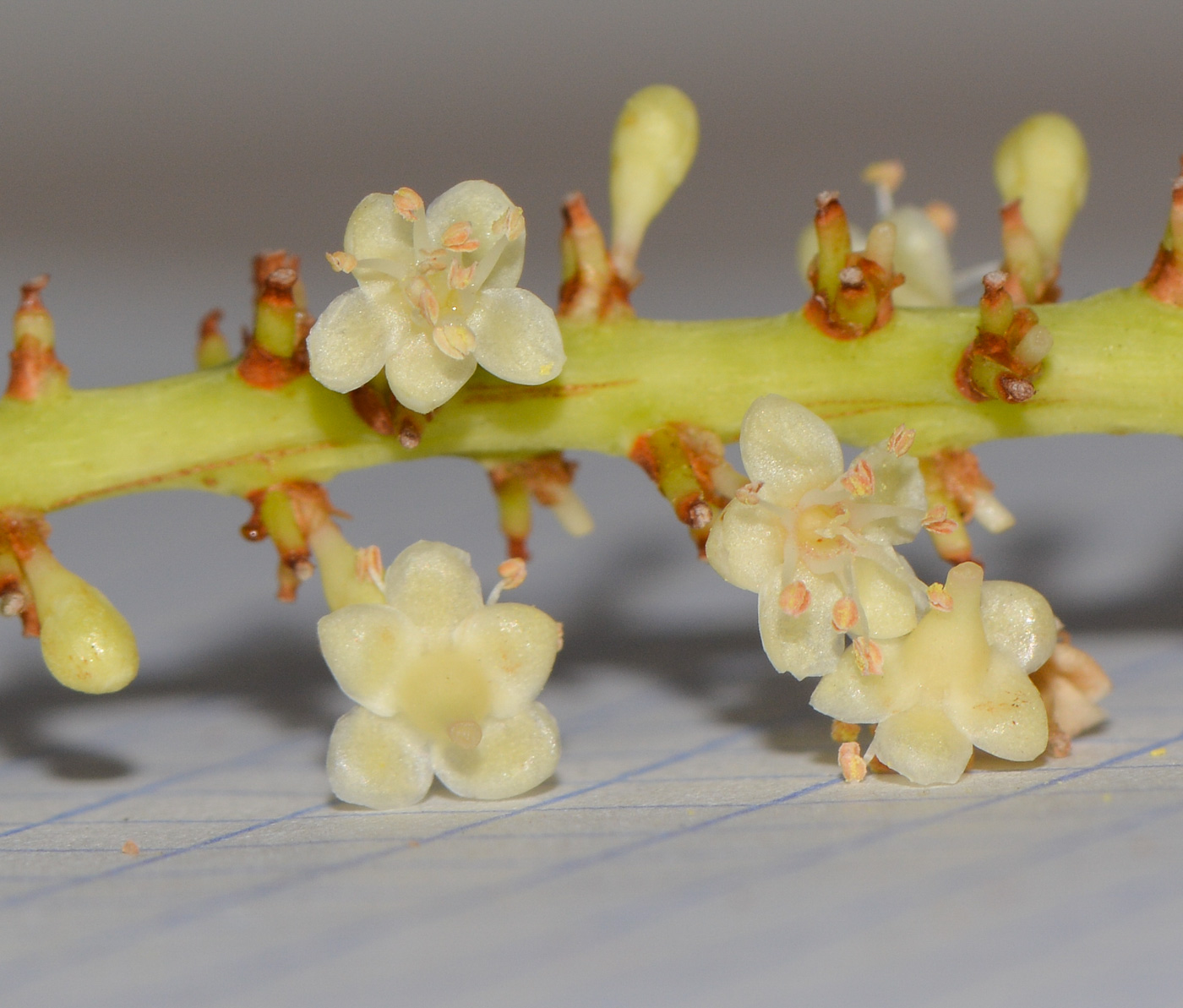 Изображение особи Coccoloba uvifera.