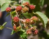 Rubus sanctus. Соплодие с созревающими плодами. Израиль, долина Геннисаретского озера, восточное побережье, дельта нахаль Далиот. 16.06.2015.