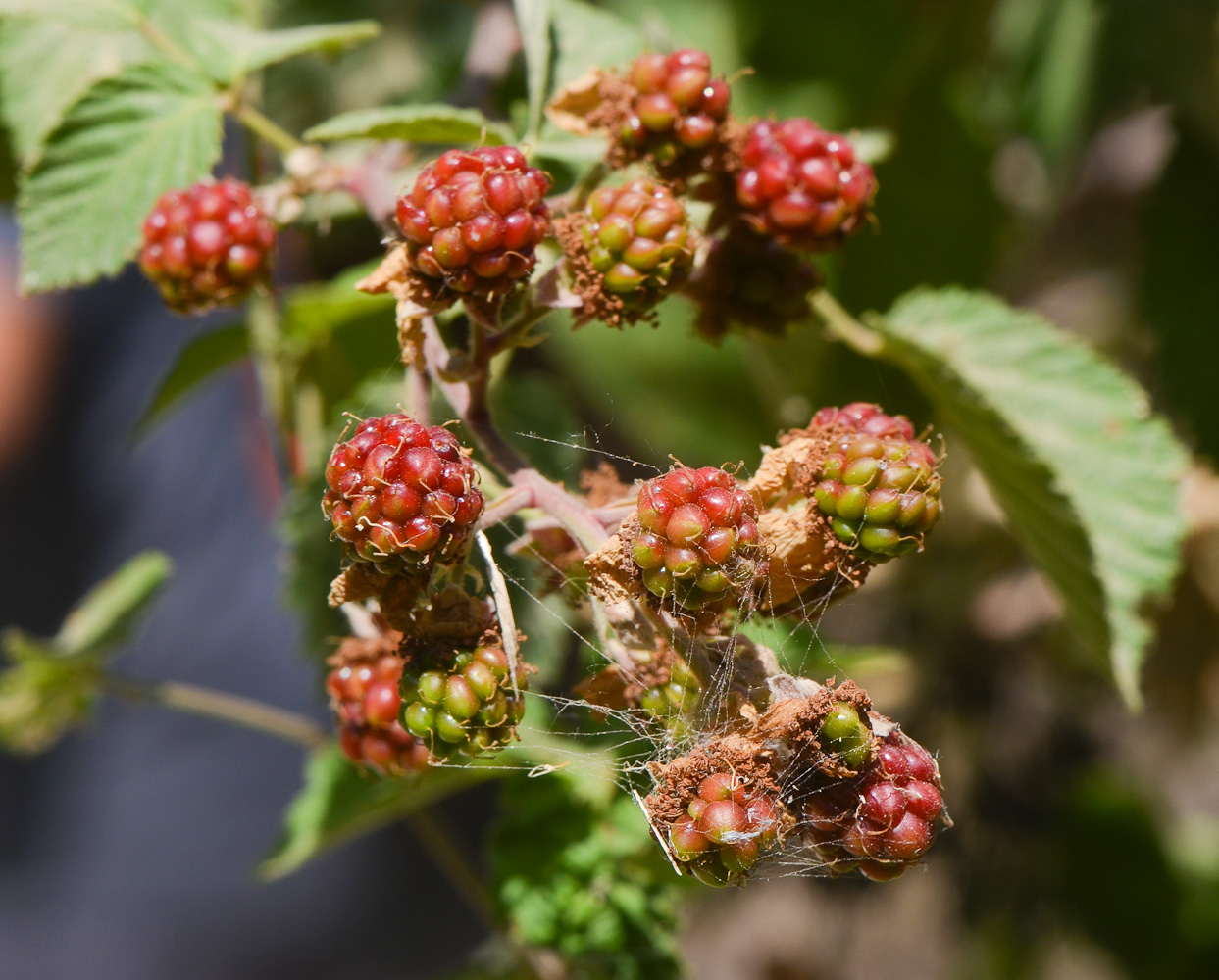 Изображение особи Rubus sanctus.