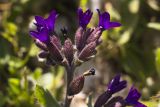 Anchusa hybrida