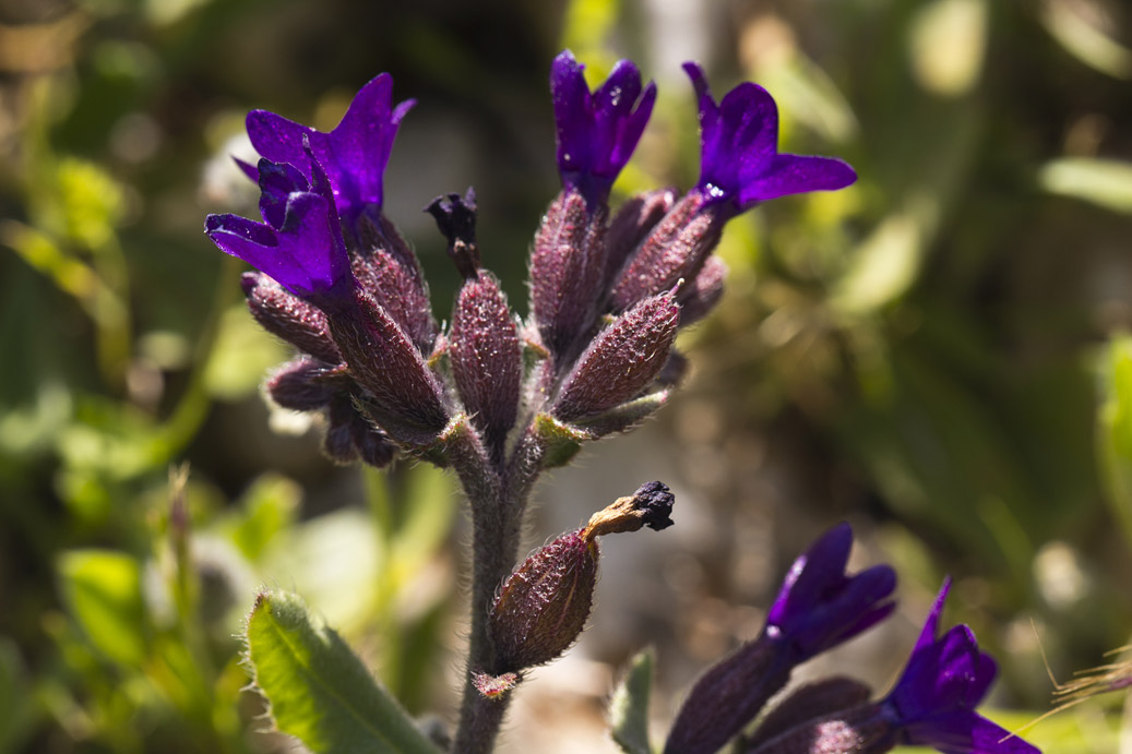 Изображение особи Anchusa hybrida.