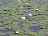 Nymphaea tetragona. Цветущие растения. Сахалинская обл., Южно-Курильский р-н, о-в Кунашир, оз. Глухое. 06.08.2014.