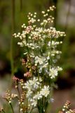 Filipendula vulgaris