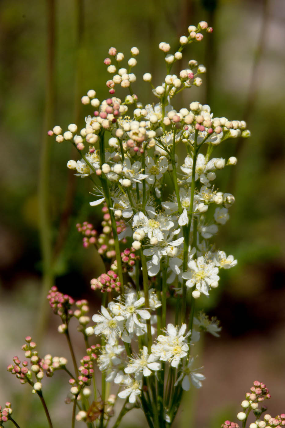 Изображение особи Filipendula vulgaris.