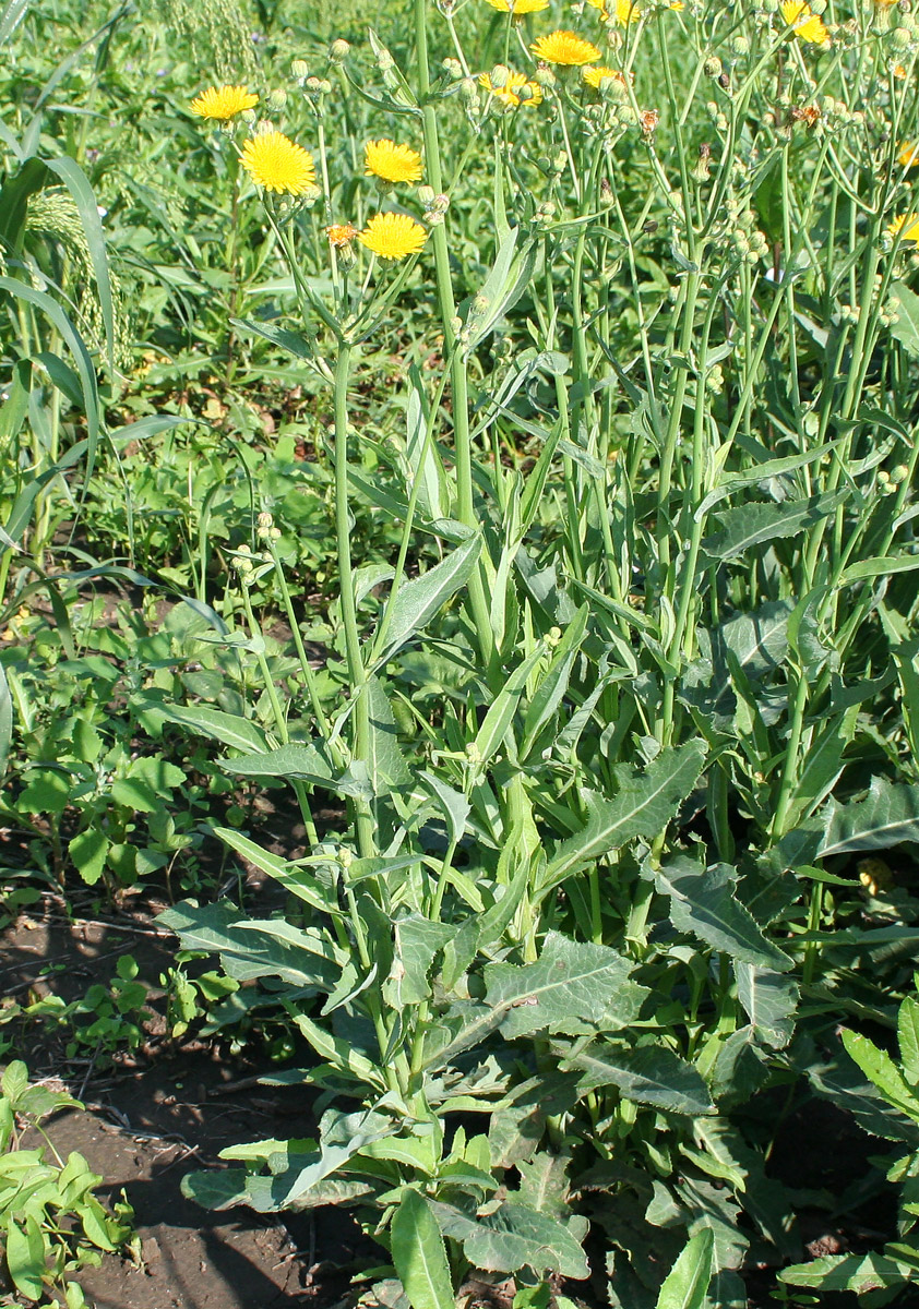 Image of Sonchus arvensis ssp. uliginosus specimen.