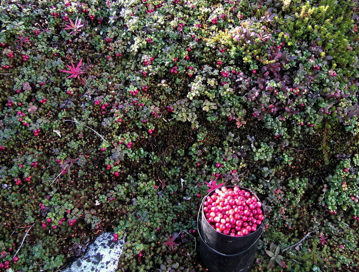 Image of Vaccinium vitis-idaea var. minus specimen.