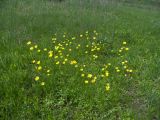 Ranunculus pedatus