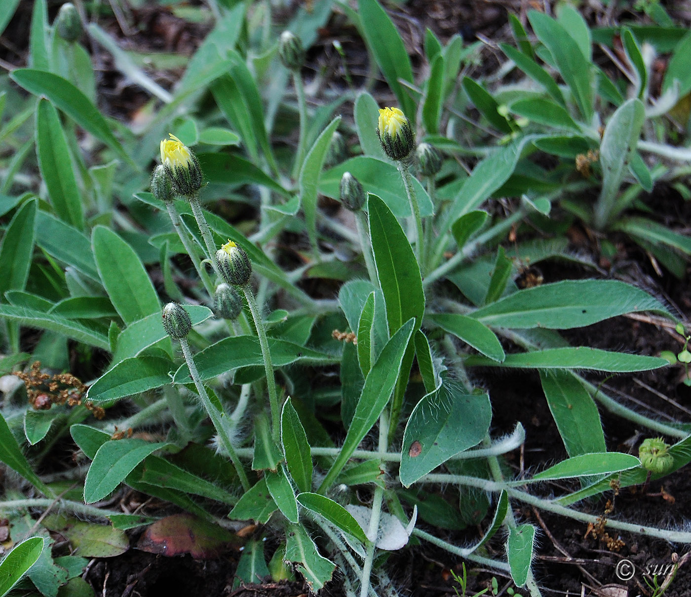 Изображение особи Pilosella officinarum.