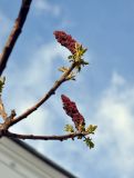 Rhus typhina. Верхушка ветви с прошлогодними соплодиями и распускающимися листьями. Москва, ВДНХ, в культуре. 01.05.2016.