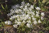 genus Ornithogalum