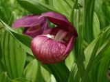 Cypripedium macranthos