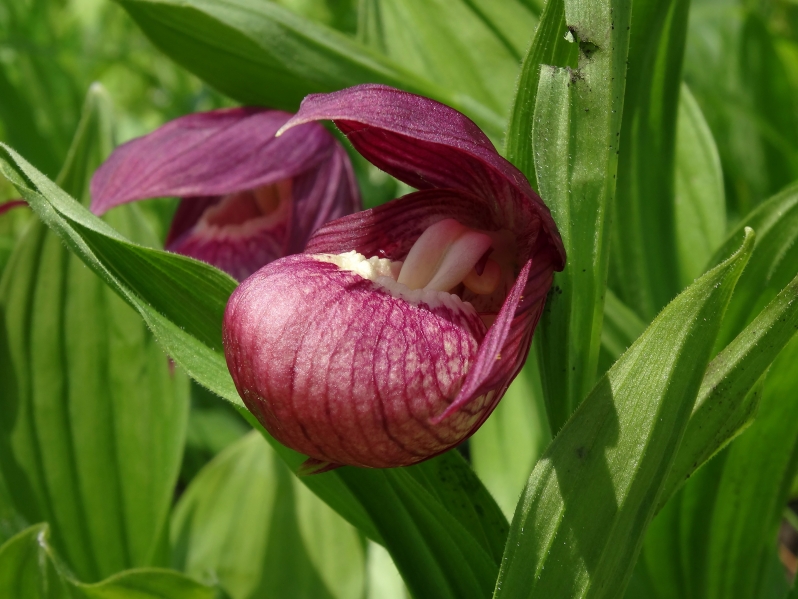 Image of Cypripedium macranthos specimen.