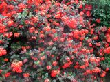 Rondeletia odorata. Часть кроны с соцветиями. Австралия, г. Брисбен, ботанический сад. 16.01.2016.