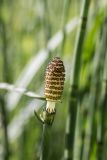 Equisetum fluviatile