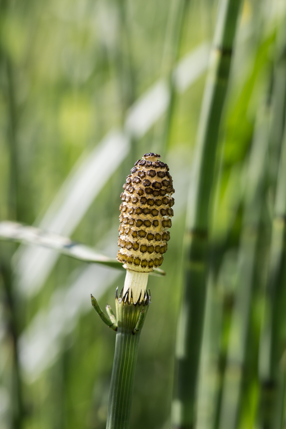 Изображение особи Equisetum fluviatile.