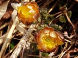 Adonis amurensis. Цветки. Приморье, Находкинский городской округ, окр. пос. Козьмино, лес на побережье. 28.03.2015.