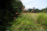 Hemerocallis fulva