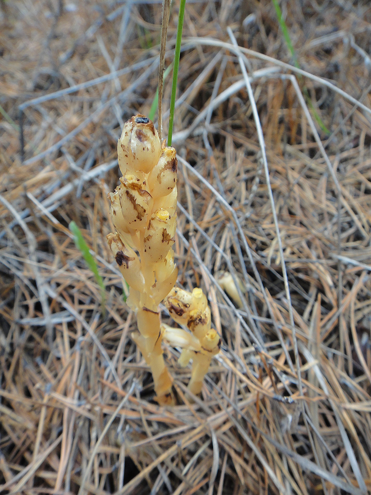 Изображение особи Hypopitys monotropa.