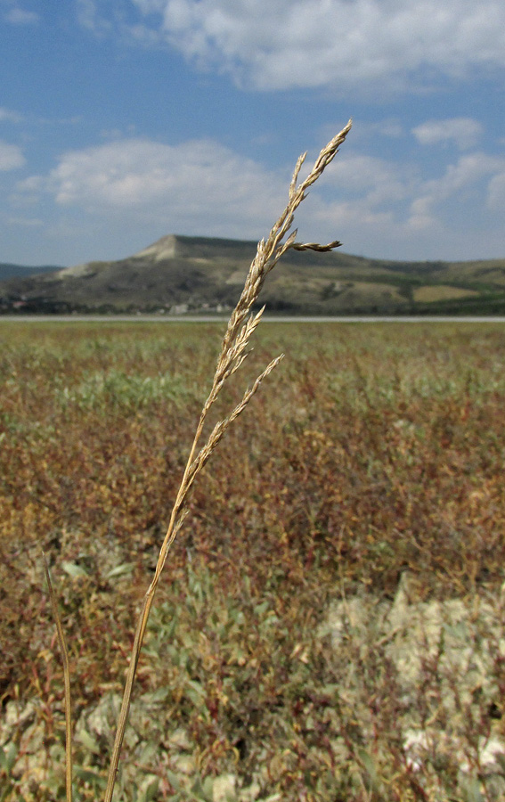 Image of Puccinellia fominii specimen.