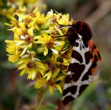 Solidago virgaurea ssp. jailarum