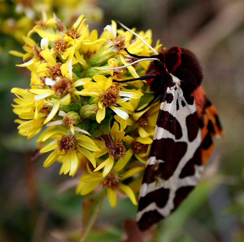 Изображение особи Solidago virgaurea ssp. jailarum.