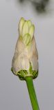 Agapanthus africanus. Раскрывающееся соцветие. Израиль, Шарон, г. Герцлия, клумба. 01.05.2016.