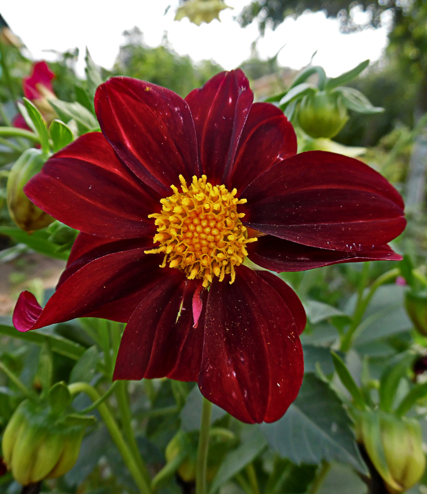 Image of Dahlia pinnata specimen.