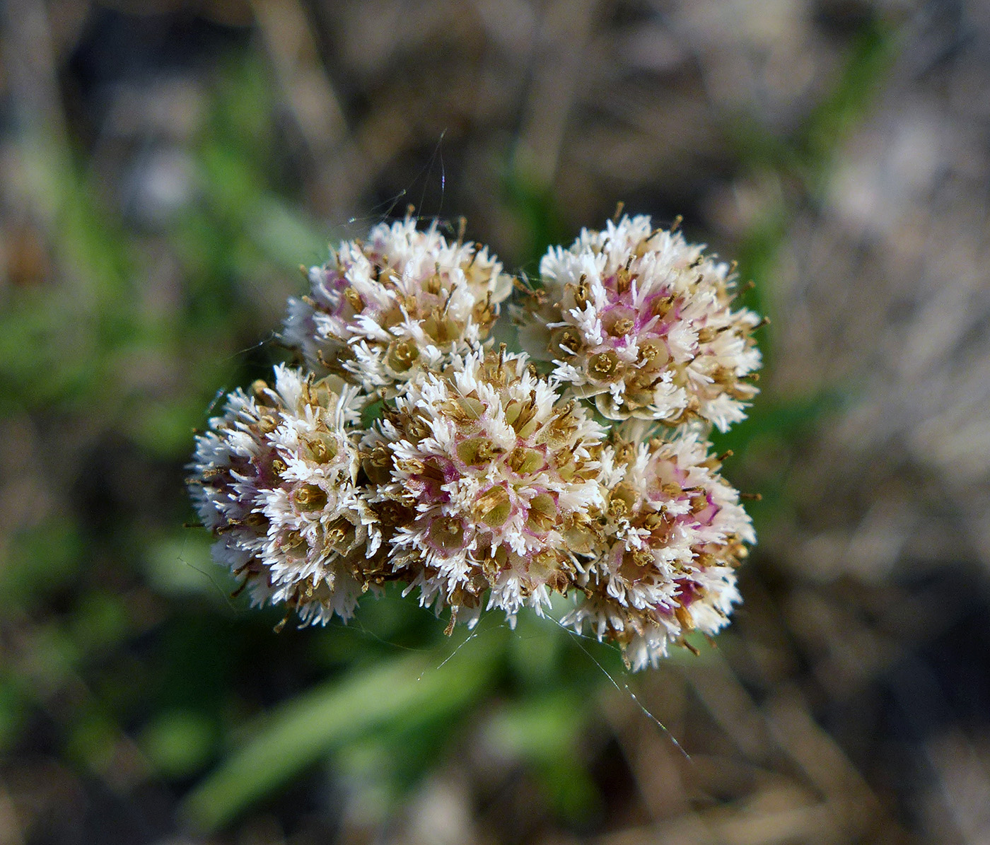 Изображение особи Antennaria lanata.