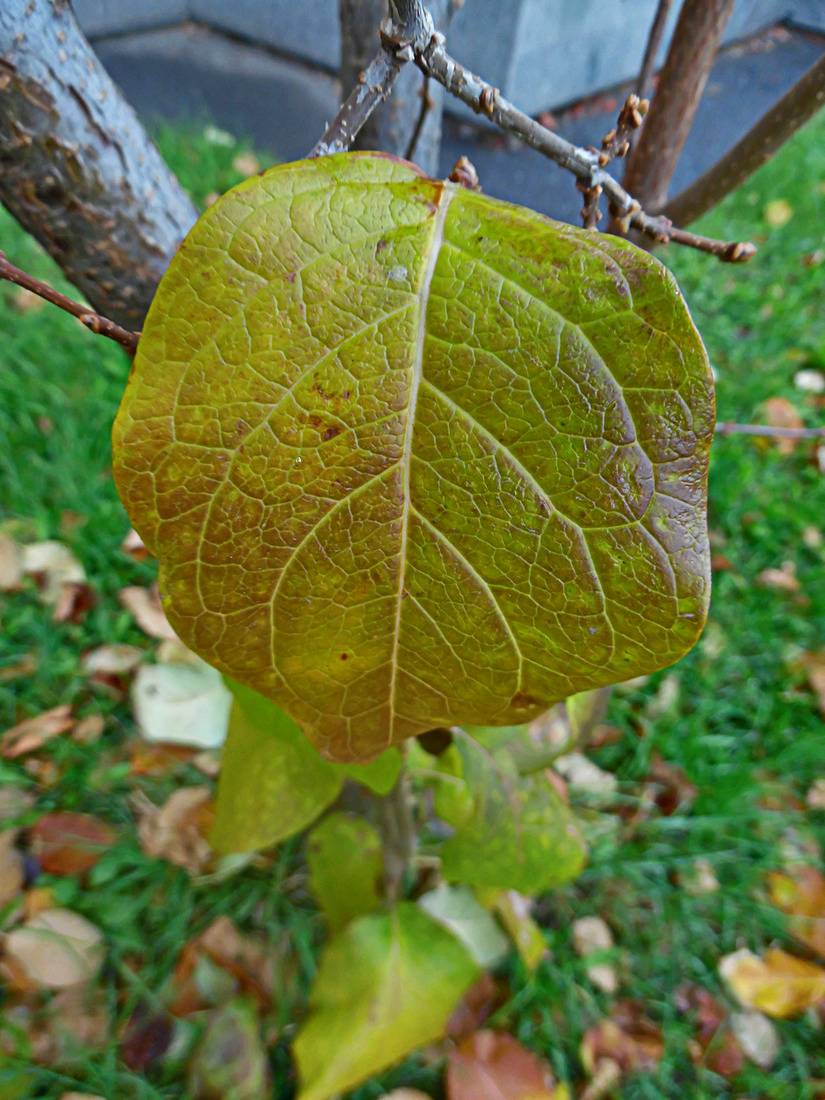 Изображение особи Syringa reticulata.