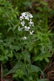 Hesperis sibirica. Верхушка расцветающего растения (гипохромная форма). Республика Алтай, Шебалинский р-н, окр. с. Камлак, правый борт долины р. Сема, низкая пойма, сосновый лес. 10.06.2016.