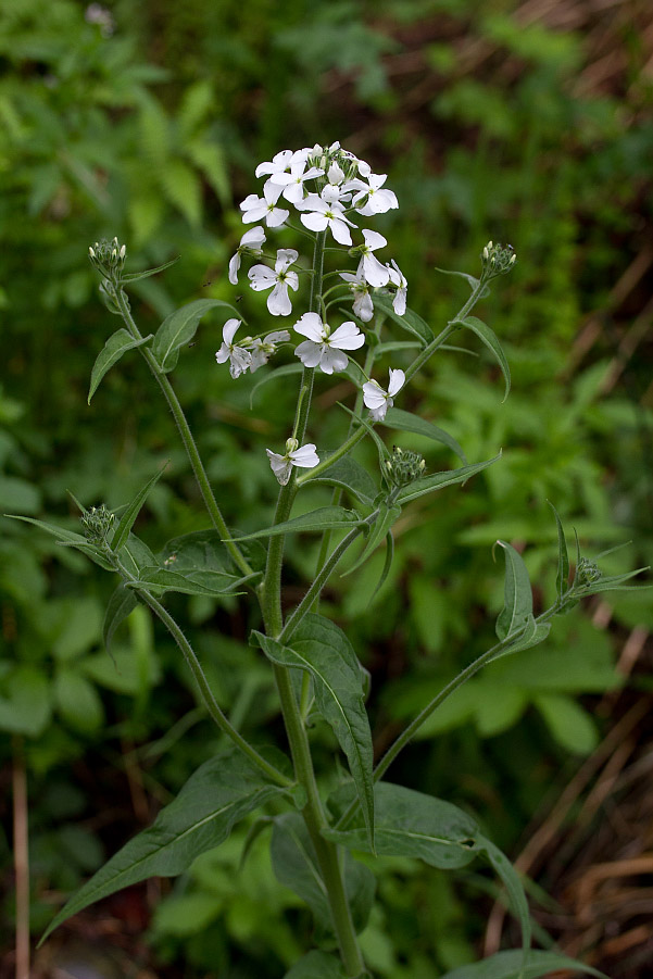 Image of Hesperis sibirica specimen.